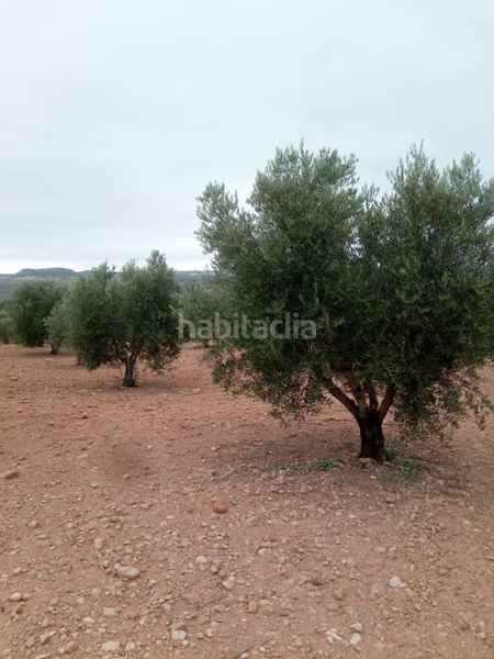 Foto ab09e45e-9a80-49a8-af14-08d8e91c0804. Finca rústica a calle diseminado 67 a Almansa