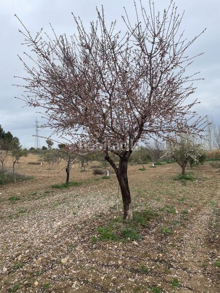 Foto 3d53fb2d-11ac-44af-b40c-c44e661cdd4e. Fondo rustico in Centro Ocaña