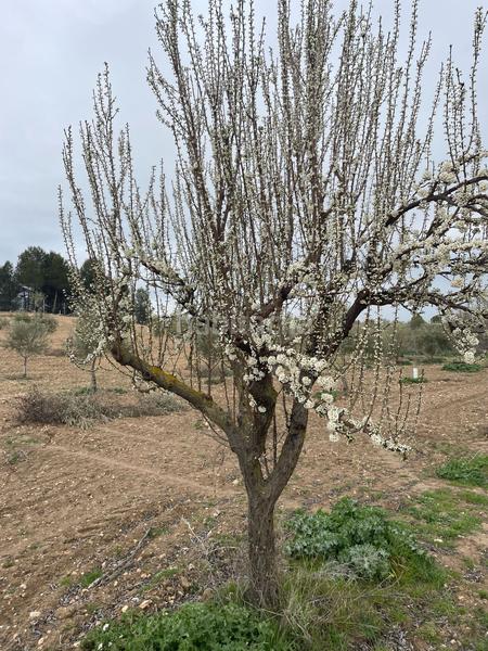 Foto d98f4326-7655-4dbb-85dc-e89bbaa7b93a. Fondo rustico in Centro Ocaña