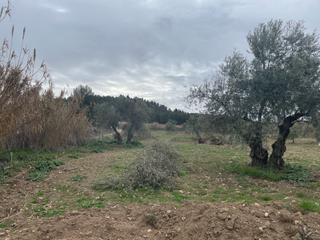 Finca rústica a Centro. Terreno en venta en ocaña.