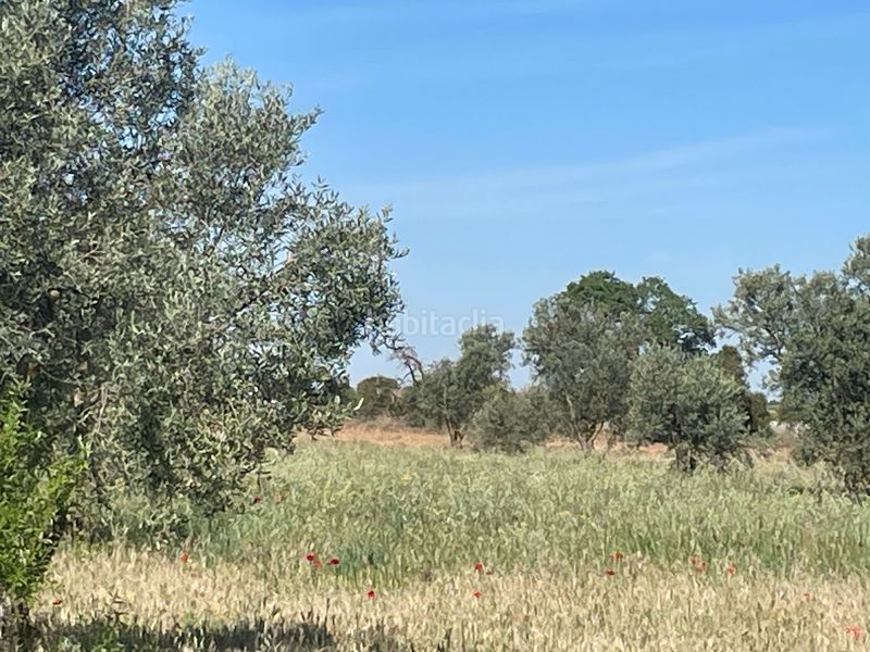 Foto a8183815-25bd-4bad-be4d-138833821e3a. Finca rústica a Centro de Especialidades Ocaña
