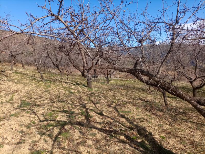 Foto 670e2a1a-06b0-4cb6-97c1-972d7849b068. Finca rústica terreno con cortijo en mecina bombaron en Alpujarra de la Sierra