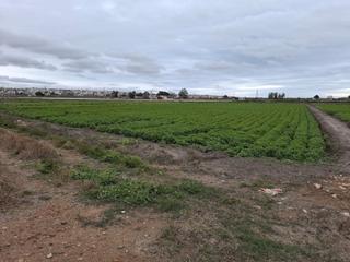 Finca rústica  Partida lo pedreño