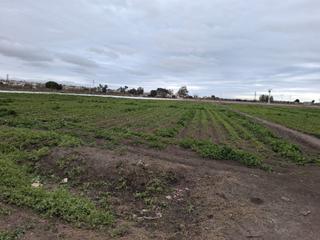 Finca rústica  Partida lo pedreño. Bonito terreno en san fulgencio