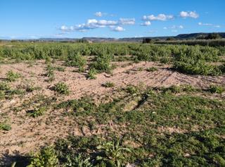 Finca rstica  N/a. En venta finca rustica