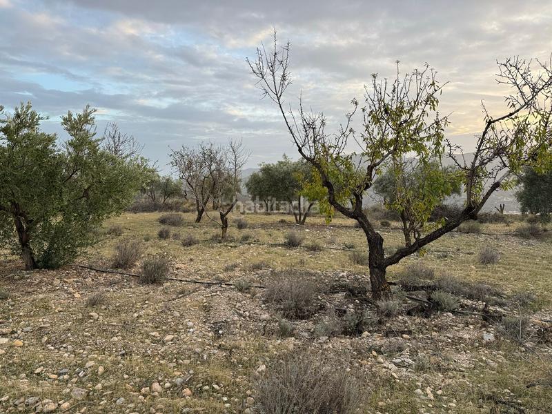 Foto 317f0b4f-00e3-4071-87b5-f0783f512670. Finca rústica a Lecrín