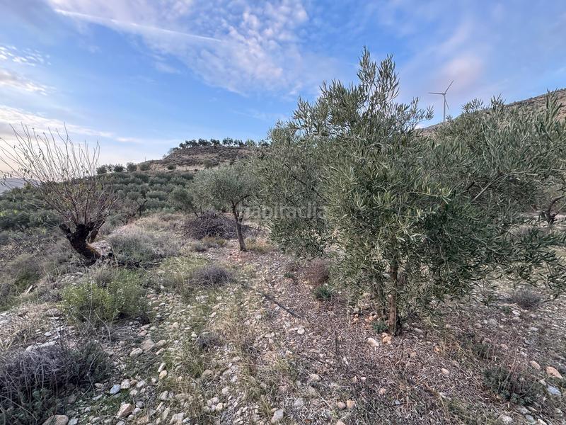 Foto 629f9d16-3045-43f1-89ad-e1f5f264f366. Finca rústica a Lecrín