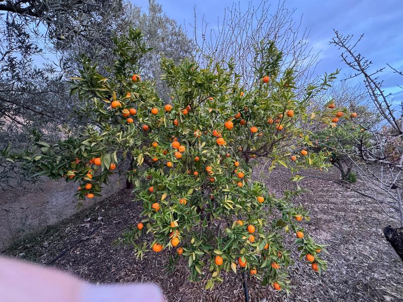 Foto 794c4a58-a6ab-4fb3-ac4d-8eadb1b5eb78. Finca rústica a Lecrín