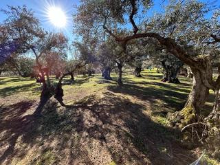 Finca rústica a Cilleros. Casa, nave y piscinas con olivos en cilleros