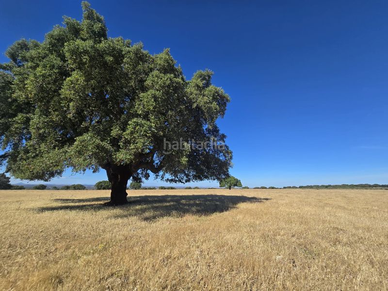 Foto 7d870ec7-f9a3-434d-bda6-d9f4913150d6. Finca rústica a calle hernán cortés 20 a Jaraicejo