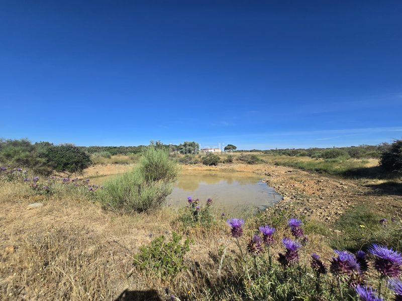 Foto ec997841-3e52-4001-a698-d93761adf557. Finca rústica a calle hernán cortés 20 a Jaraicejo
