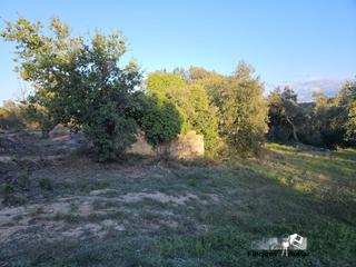 Rural plot  Carrer riudarenes. Excelente oportunidad finca rústica de 3 hectáreas con masía par