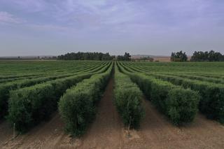 Finca rstica  Plaza espaa. Olivar superintensivo regado montoro