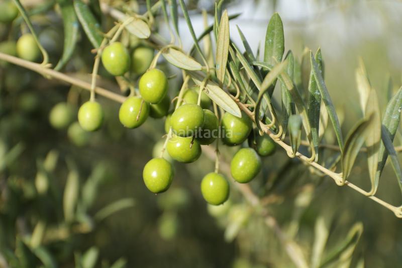 Foto 53fc3712-b70d-403f-8a1d-5263dd0184d0. Fondo rustico in Montoro