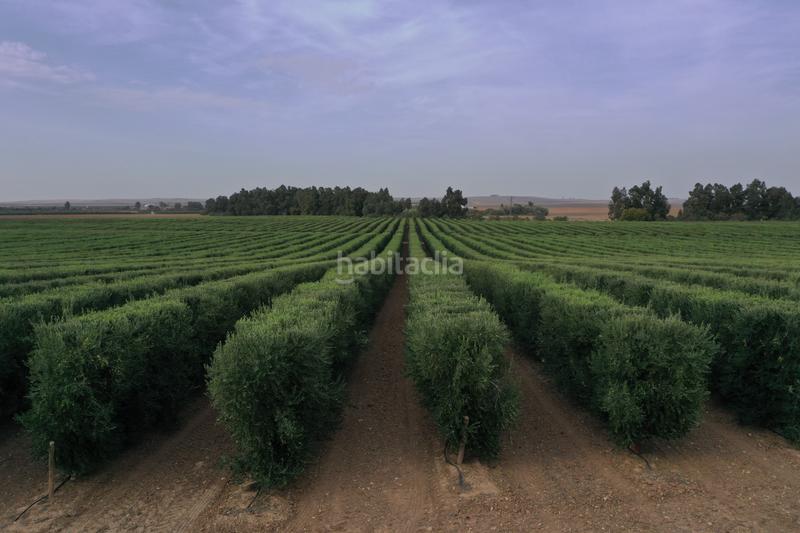 Foto 70da333a-08fd-4354-a616-b1eddd735483. Fondo rustico in Montoro