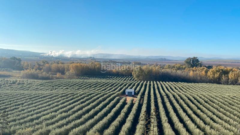 Foto b7330da8-313e-4fed-946c-1e9a2028bb53. Fondo rustico in Montoro