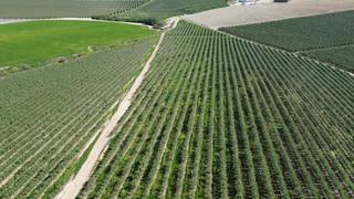 Propriété  Las abejorras. Oportunidad traspaso olivar/almendro