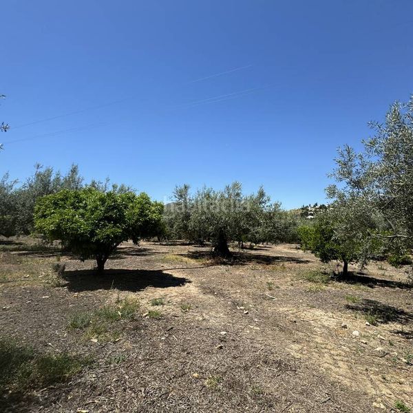 Foto d49a1802-da39-48d5-a730-040d9b657140. Finca rústica a calle puente don manuel 2 a Alcaucín