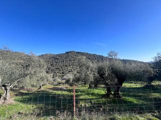Terreny residencial  Polígono 7 parcela 730. Finca rústica en paraje villanueva del rey