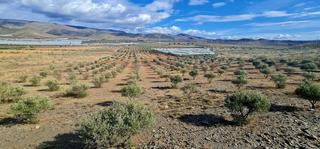 Terreno residenziale  Campo de gergal