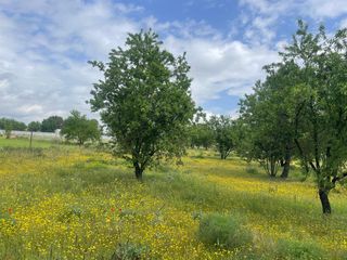 Finca rústica  N/a. Parcela en venta