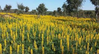 Masía en Puebla de Guzmán. Gran finca de dehesa en producción en huelva naturaleza, rentabi