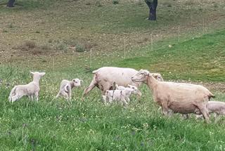 Mas à Puebla de Guzmán. Gran finca de dehesa en producción en huelva naturaleza, rentabi