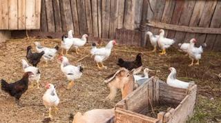 Bauernhof in Alanís. Finca dehesa productiva y con encanto en el parque natural sierr