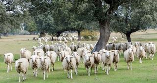 Casale in Alanís. Finca dehesa productiva y con encanto en el parque natural sierr