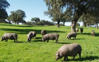 Masia a Alanís. Finca dehesa productiva y con encanto en el parque natural sierr
