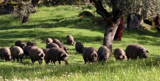 Mas à Alanís. Finca dehesa productiva y con encanto en el parque natural sierr