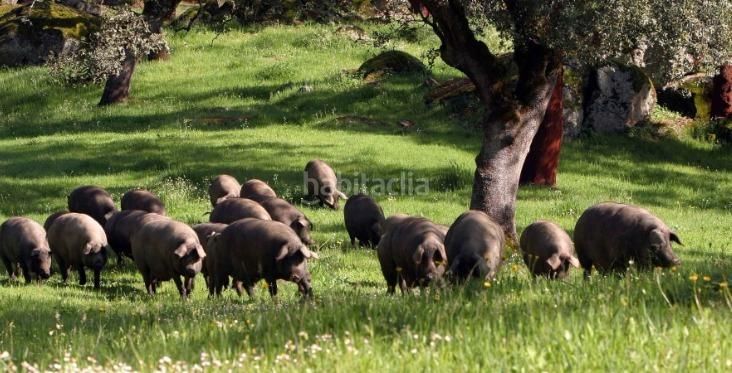 Foto b6ff25b7-0d33-4265-ad94-5cc5a8d63219. Masia amb aparcament a Alanís