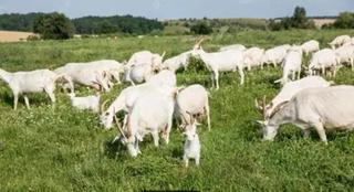 Masia a Alanís. Finca operativa en la sierra morena sevillana naturaleza, produc