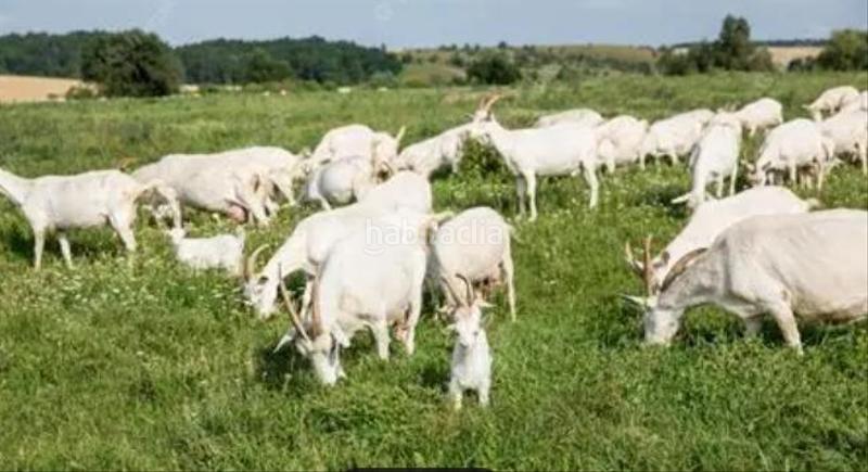 Foto 67eb0c99-3c76-4f40-8706-cd56d1349b3f. Masía finca productiva y con encanto en el parque natural sierra norte inversión con alma y futuro en Alanís