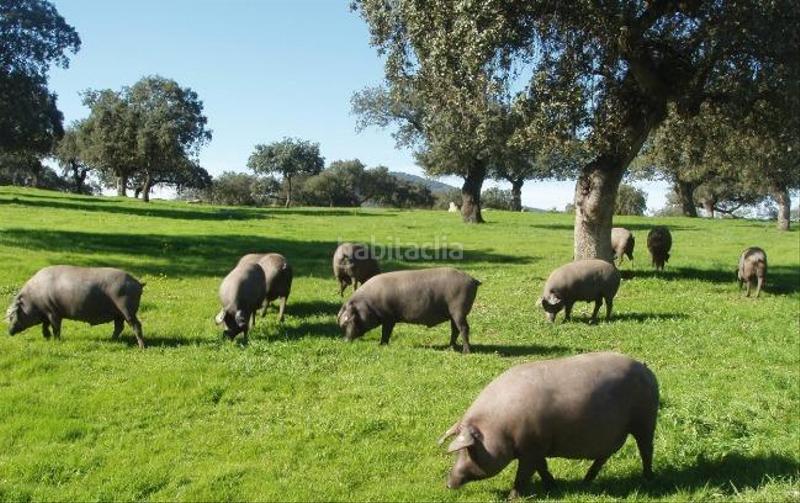 Foto faf5b866-7b82-49d6-8cae-a6e8287c9cac. Masía finca productiva y con encanto en el parque natural sierra norte inversión con alma y futuro en Alanís