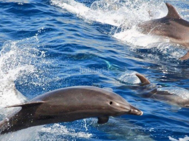 Foto 0db00e9c-2066-448b-9c20-54e3aab71a9d. Haus in La Caldera Adeje