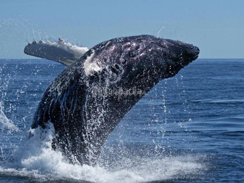 Foto 3388604d-85ed-4bb1-b81f-d2c3ddbdc939. Maison dans La Caldera Adeje