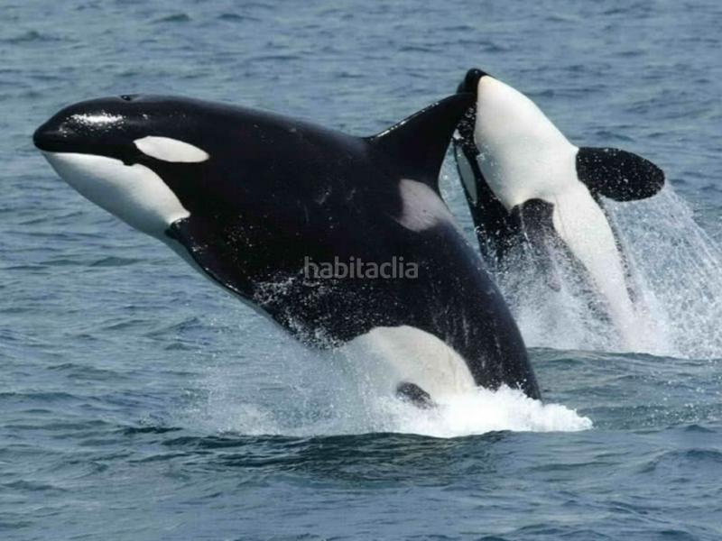 Foto 732a22ce-8a3b-43a1-9170-771d5af6b322. Maison dans La Caldera Adeje