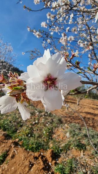 Foto 6d456e52-9707-46a6-ba9a-66ee54a3524a. Finca rústica a Bullas