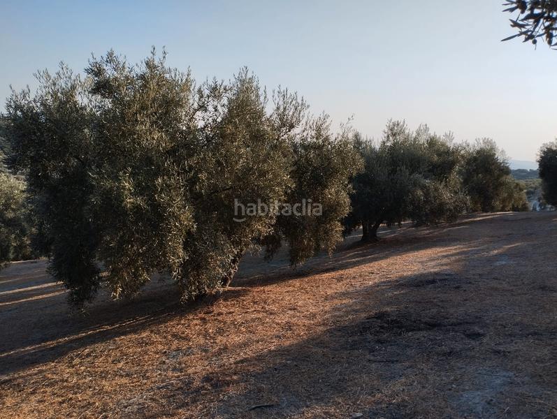 Foto 37e82d9c-9a9c-410d-95af-ea411df7b77f. Finca rústica a Cabra