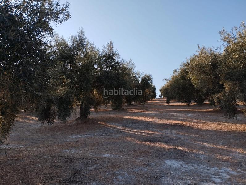 Foto 66801c3f-c15f-4cb9-947a-188e893b6ec2. Finca rústica a Cabra