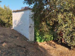 Finca rústica  Avenida fuente del río. Olivar cerca de la fuente del rio