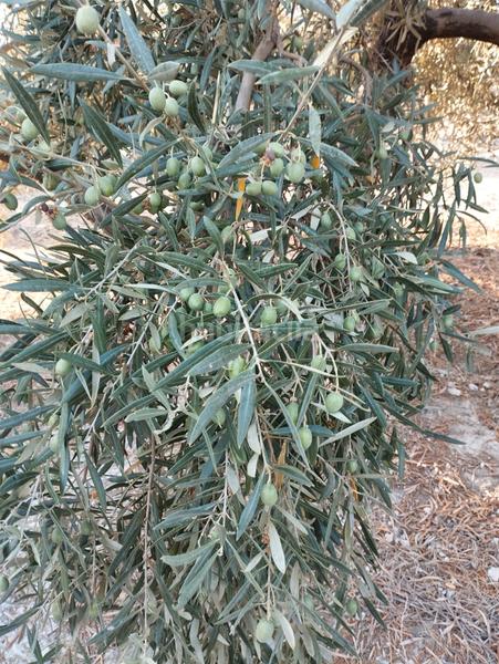 Foto be2c8b67-0578-4d53-bc94-008ff8f7371d. Finca rústica a Cabra