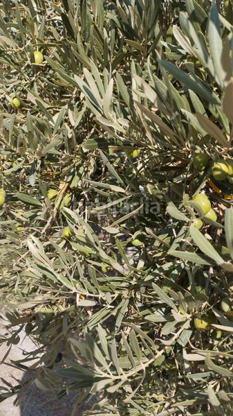 Foto 671b0c12-8b63-4363-aba9-77a89b13787d. Landgut in Cabra