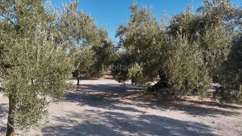 Foto 87c4c0b1-837c-411f-a9fa-148bc5826b00. Landgut in Cabra