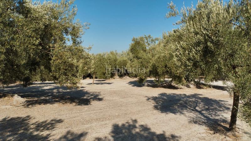 Foto 951bad83-de94-44dc-ad7a-fa18d3caccce. Landgut in Cabra