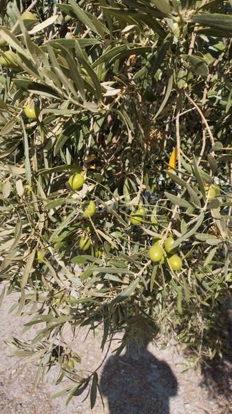 Foto f1d56fcc-8968-453a-bcad-04dfdd8e45d7. Landgut in Cabra