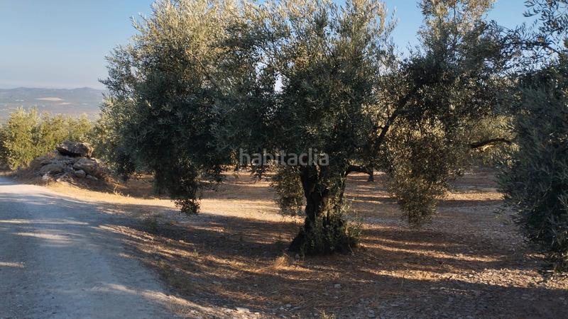 Foto 0b31f4a0-1e83-4b8c-8a81-e6f314ee45ba. Finca rústica olivar en las canteras blancas del chorron en Cabra