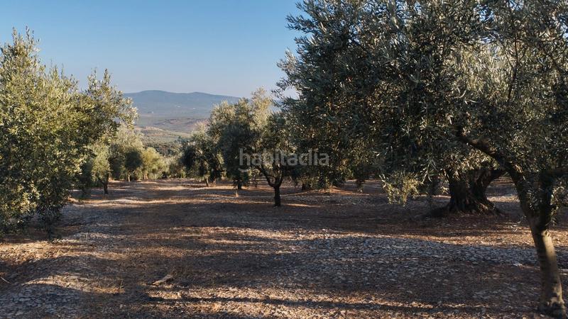 Foto 41927429-30aa-4390-be2f-115d08b8744a. Finca rústica olivar en las canteras blancas del chorron en Cabra