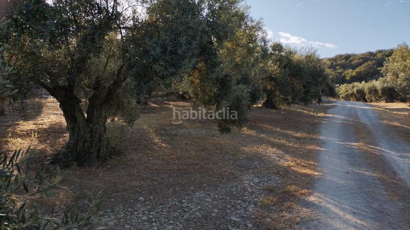 Foto 7a20543c-1bd1-41d0-b33a-9c13d8856a9c. Finca rústica olivar en las canteras blancas del chorron en Cabra